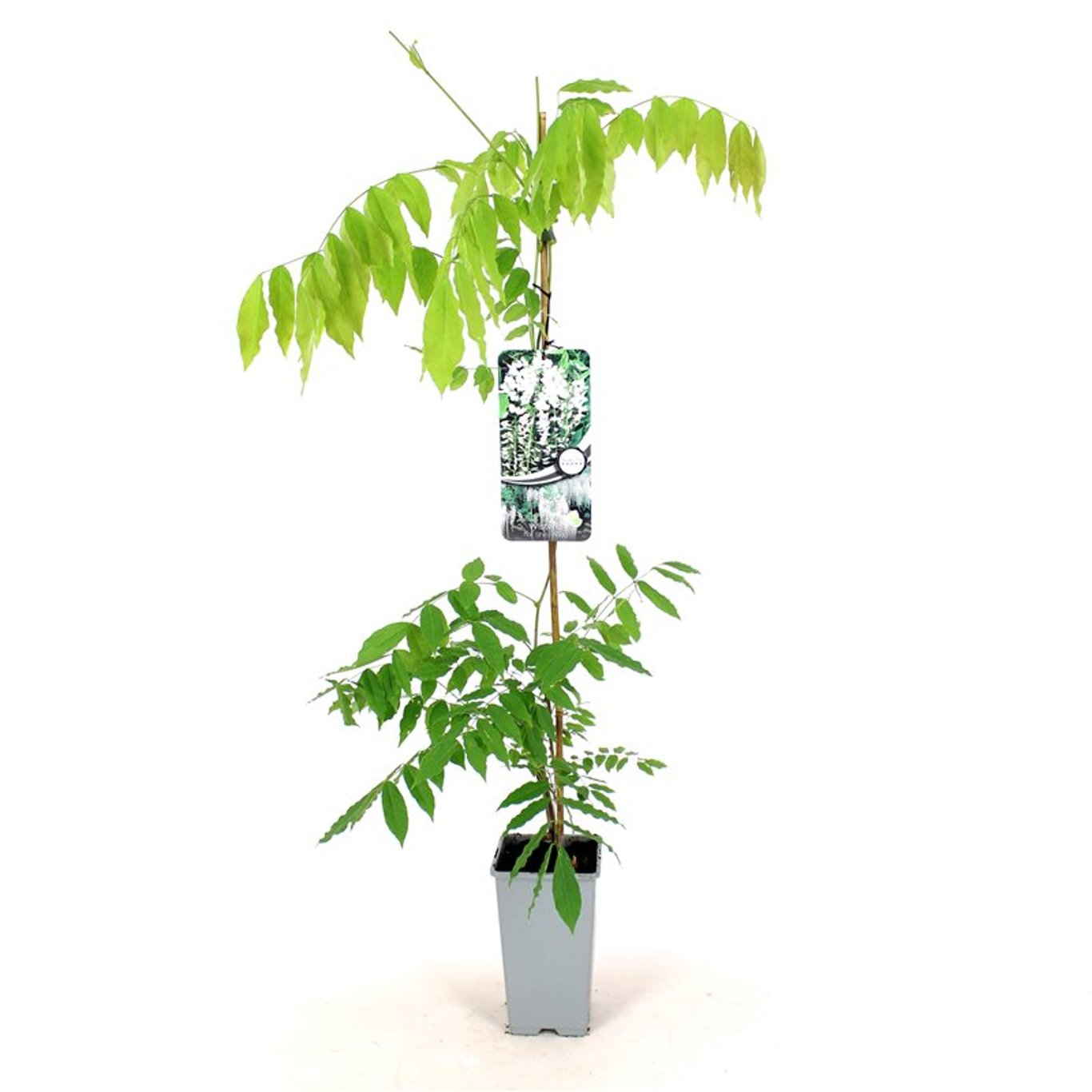 Wisteria flor. 'Shiro-noda' - C2 80-100 CM Stick